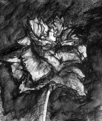 pyvart 20190913 21x15 roseblanche carbonaqua dmvbv2 web