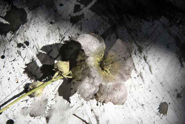 pyvart 20190913 rosetremiere photoink fmvch2 web